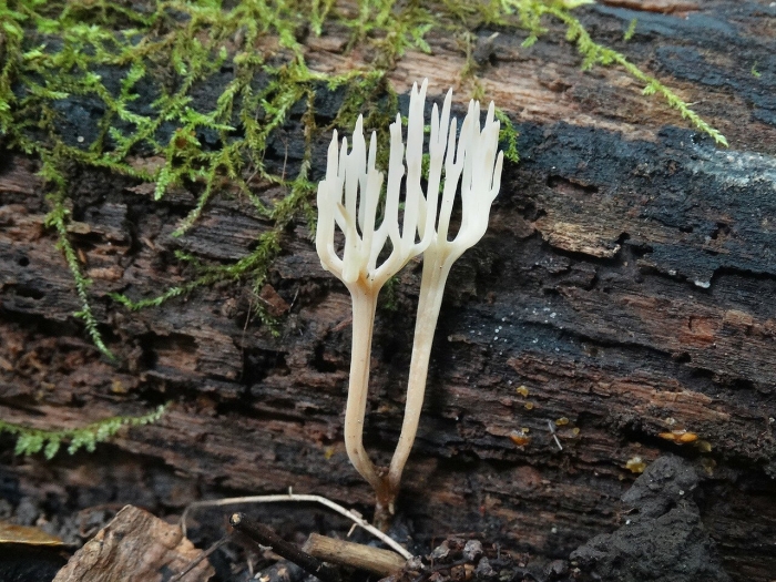 Клавария бледно бурая