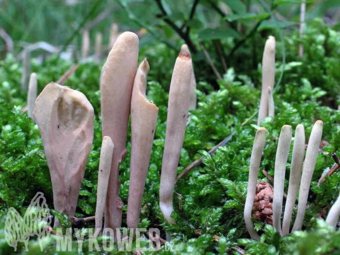 Рогатик язычковый гриб