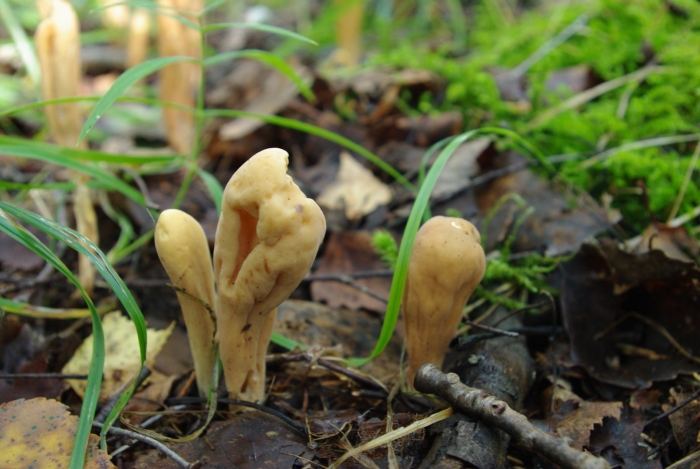 Clavariadelphus pistillaris