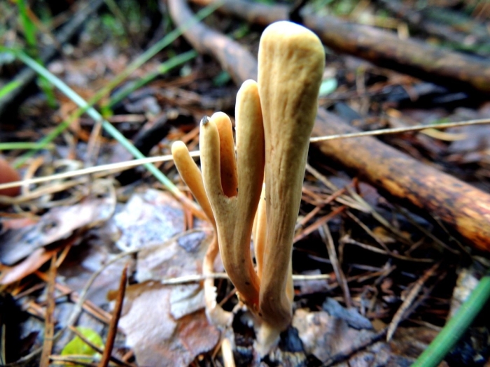 Клавариадельфус язычковый