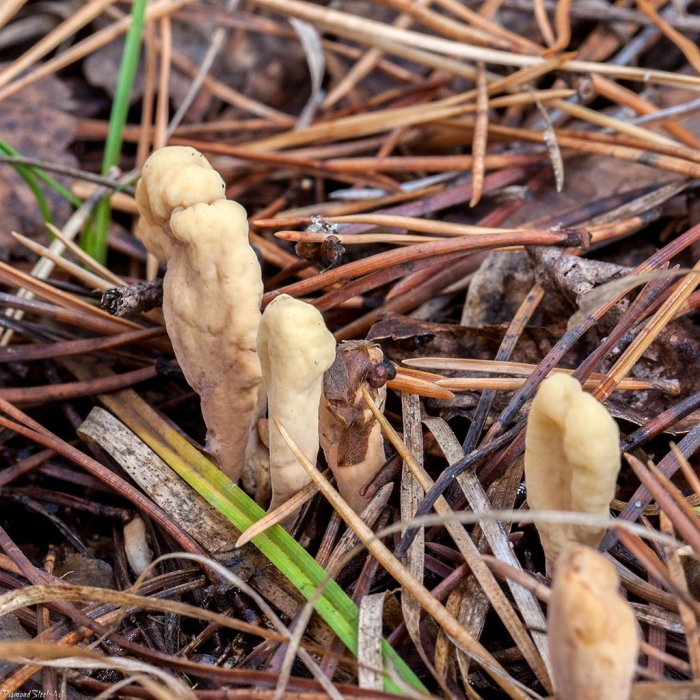 Клавариадельфус пестиковый гриб