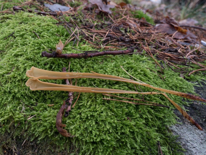 Рогатик дудчатый