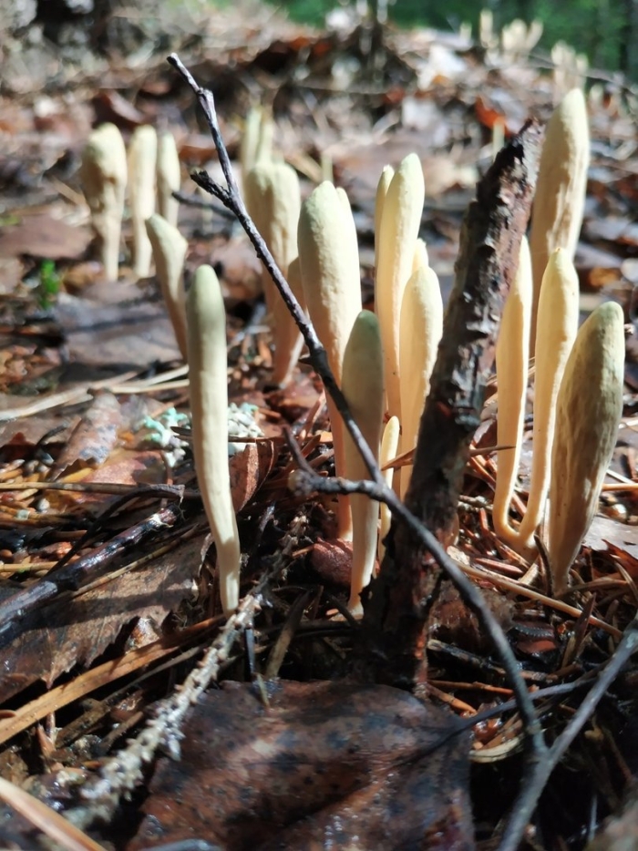 Клавариадельфус язычковый гриб