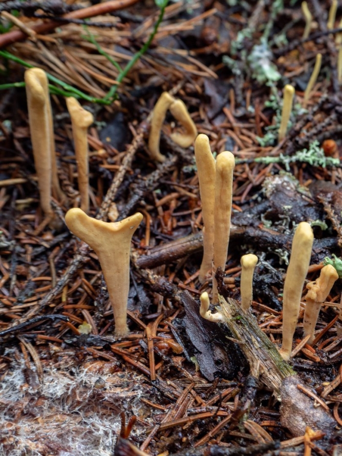 Рогатик булавовидный гриб