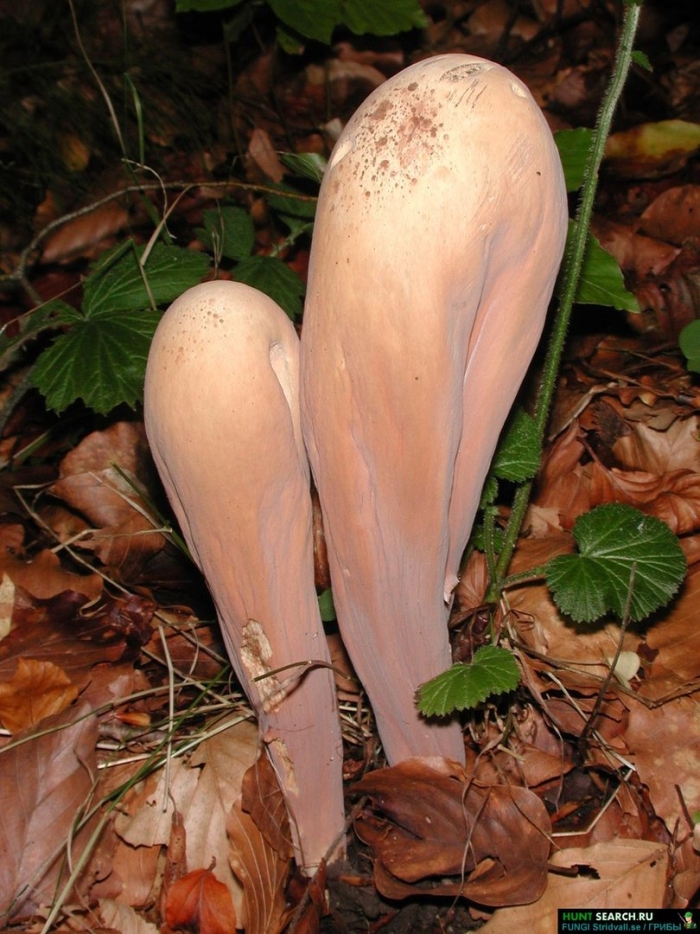 Рогатик пестиковый гриб