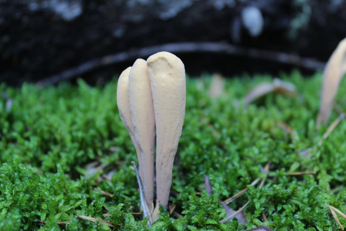 Рогатик язычковый