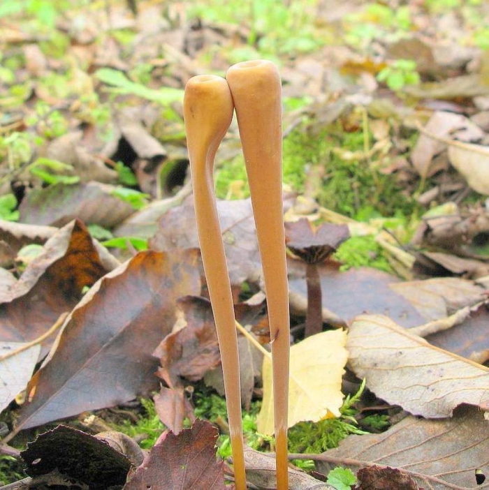 Гриб рогатик пестиковый