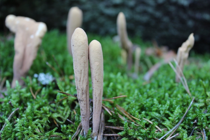 Гриб рогатик съедобный