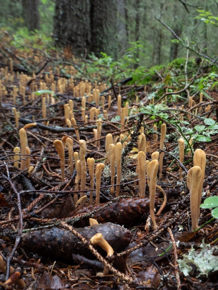 Клавариадельфус пестиковый