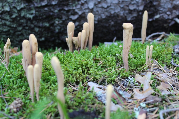 Рогатик пестиковый гриб