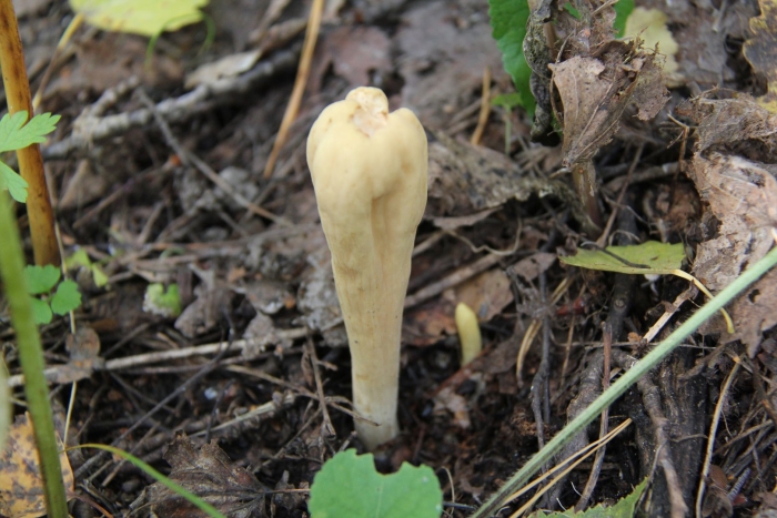 Клавариадельфус пестиковый