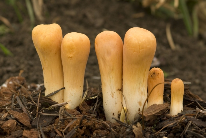 Рогатик пестиковый