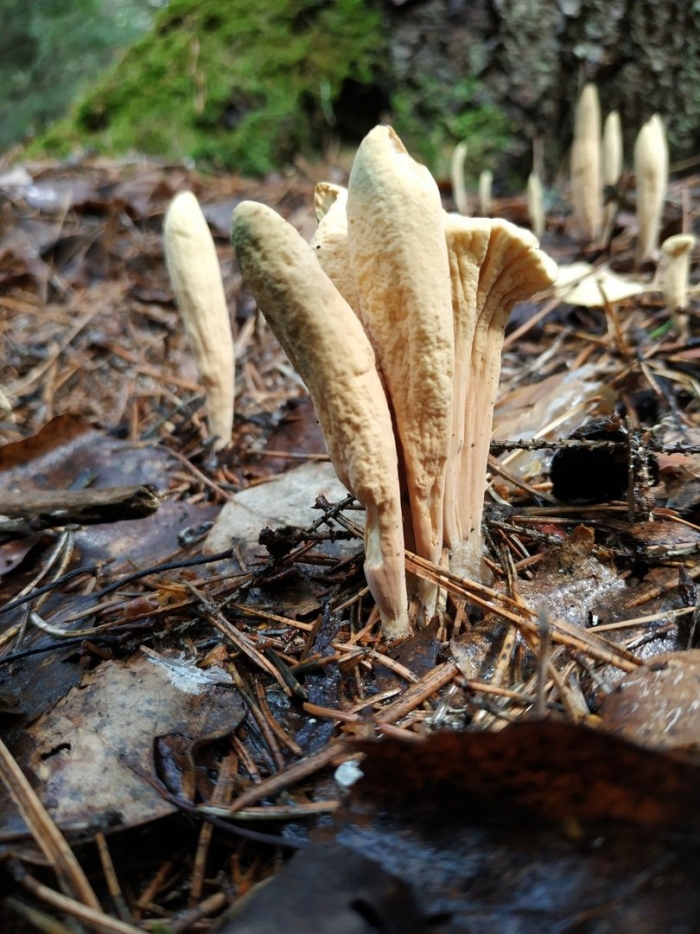 Рогатик язычковый гриб