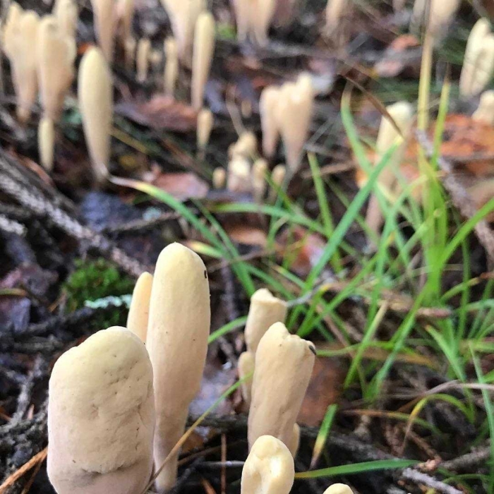 Гриб рогатик пестиковый