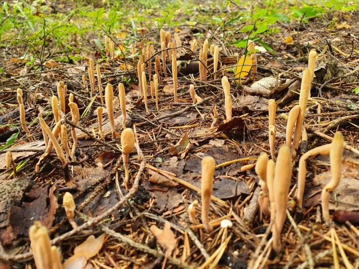 Клавариадельфус пестиковый