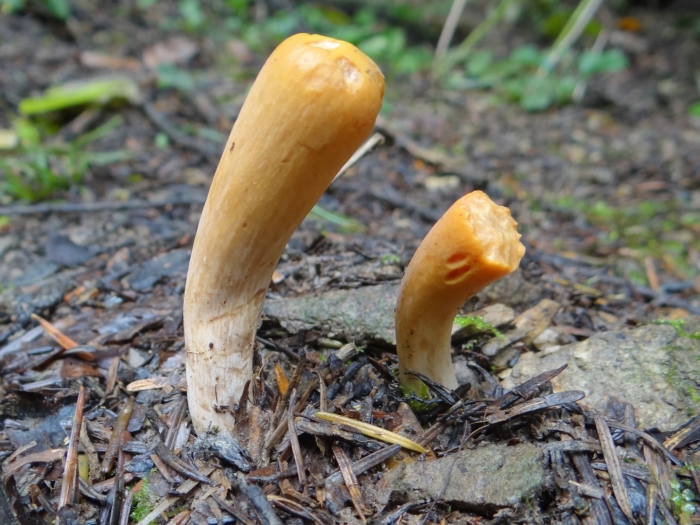 Clavariadelphus pistillaris