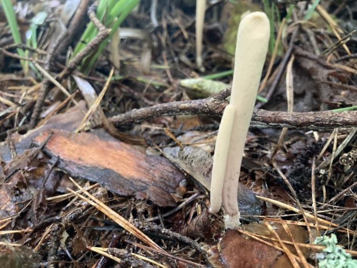 Рогатик язычковый гриб