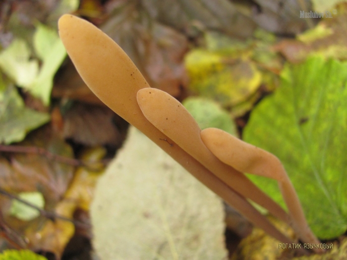 Рогатик язычковый гриб