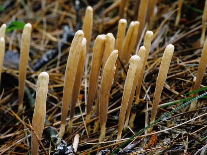 Рогатик язычковый clavariadelphus ligula