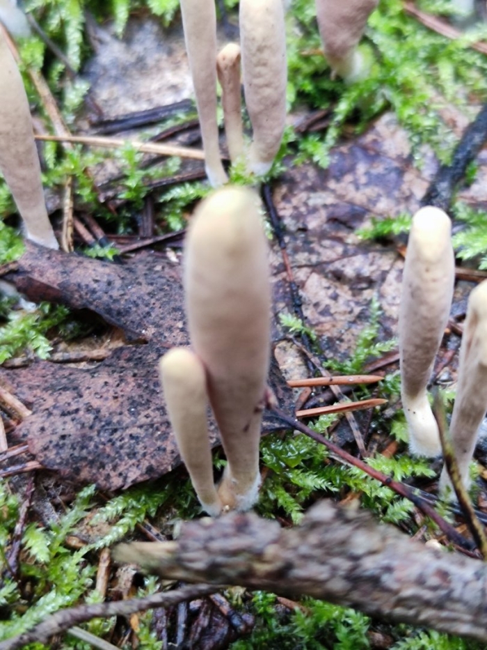 Clavariadelphus ligula