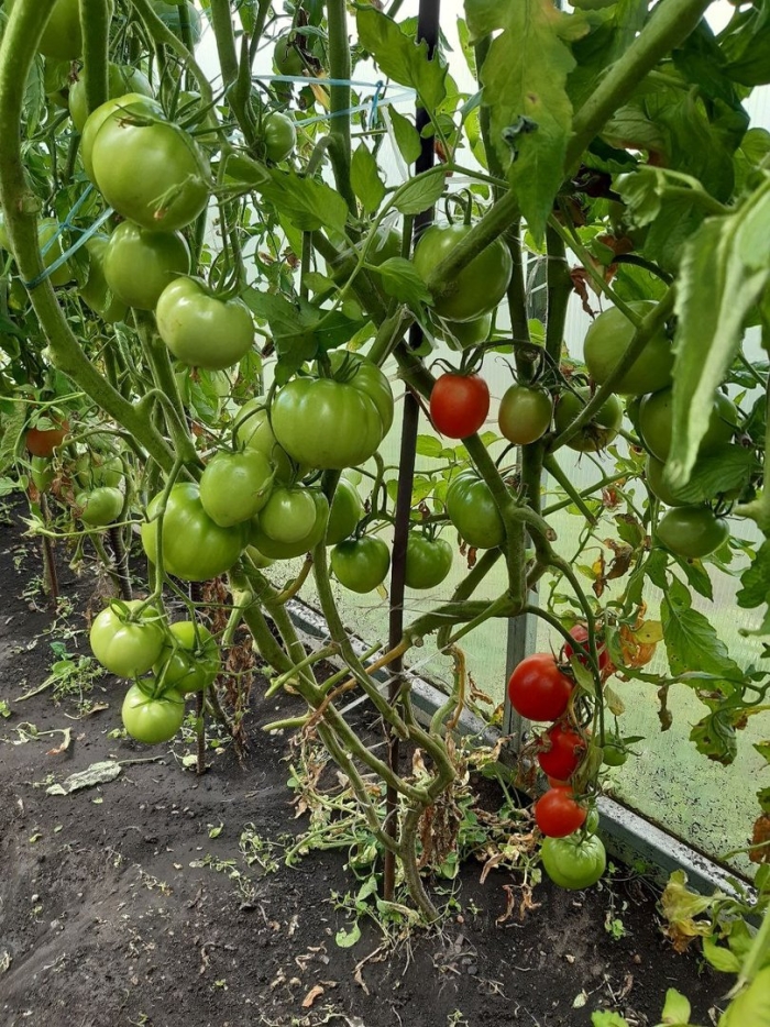 Помидоры йетина мать