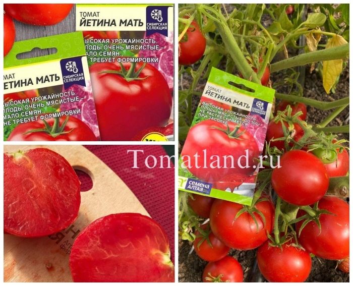 Семена томат йетина мать