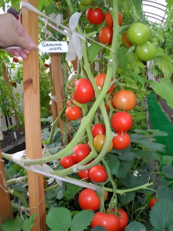 Помидоры йетина мать