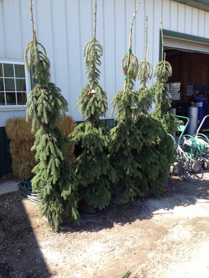 Ель колючая изели фастигиата