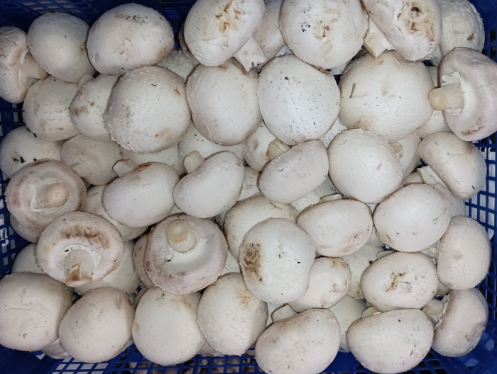 Свежие шампиньоны