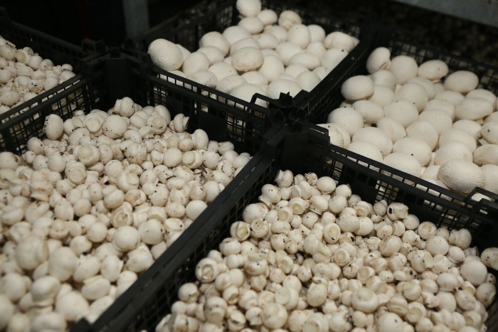 Шампиньоны в балейке