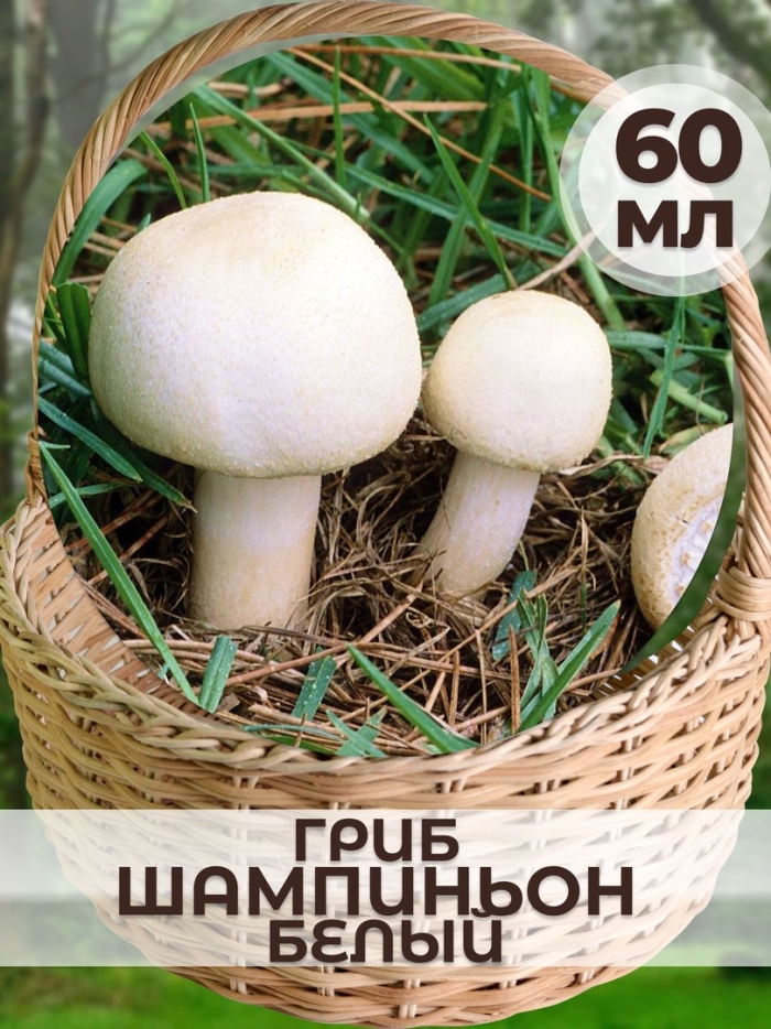 Шампиньон белый для выращивания