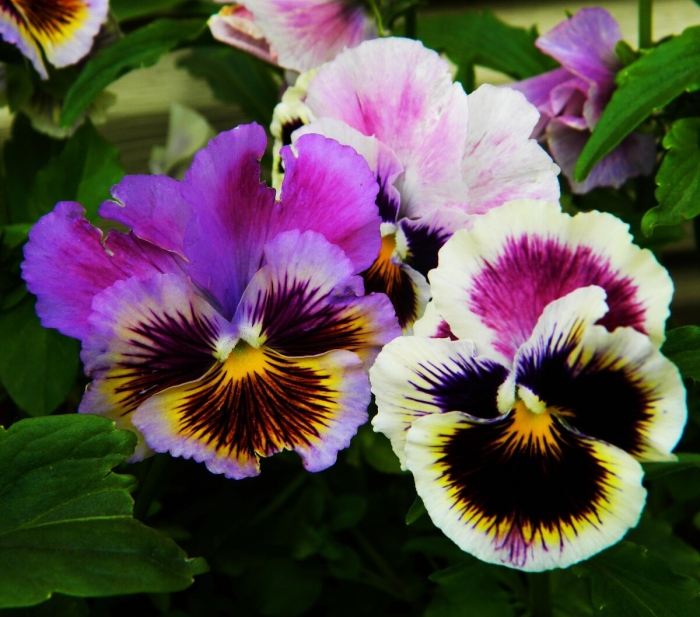 Виола виттрока анютины глазки