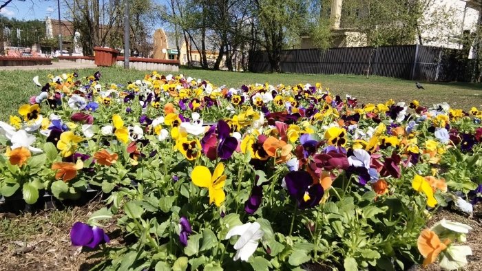 Виола анютины глазки