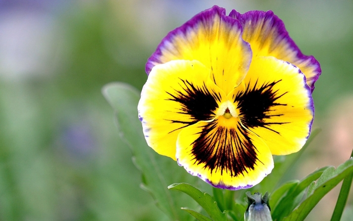 Желтая виола анютины глазки