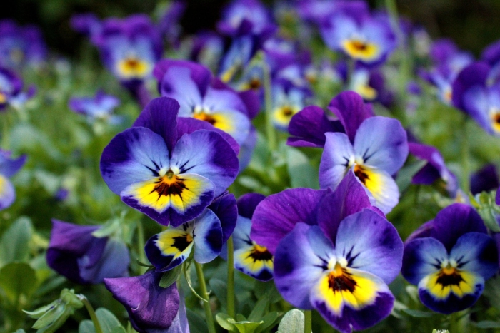 Виола анютины глазки