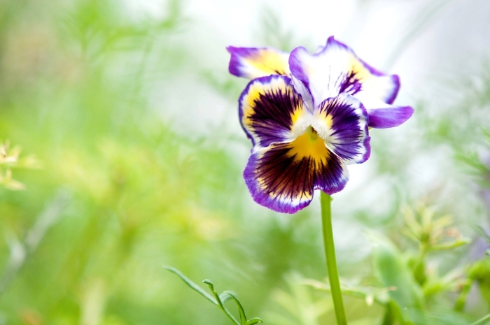 Виола анютины глазки многолетние