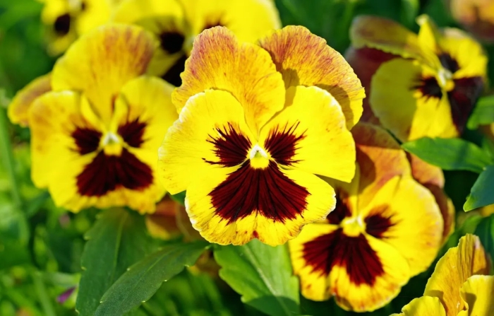 Виола виттрока желтая