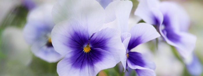 Цветовая гамма для анютины глазки