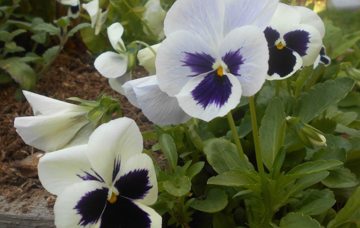 Виола виттрока белая