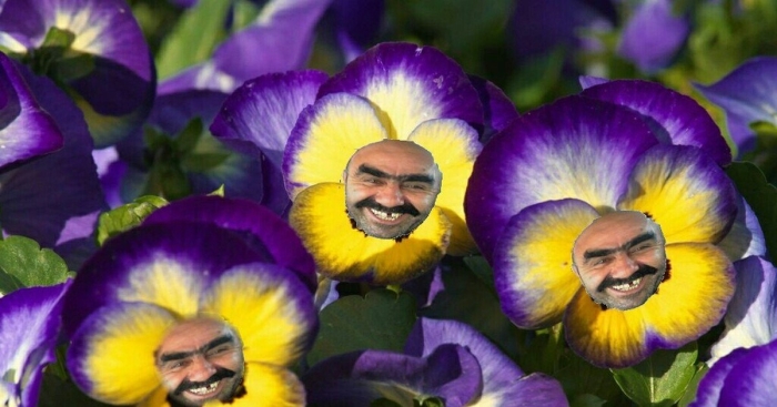 Анютины глазки виола