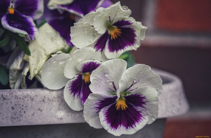 Фиалка анютины глазки