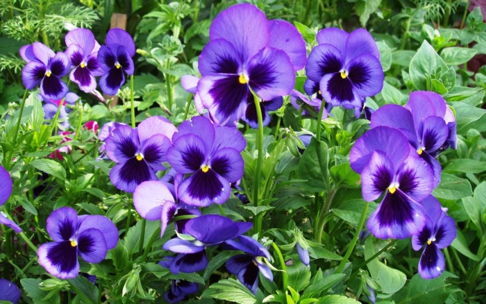 Виола виттрока ниагара