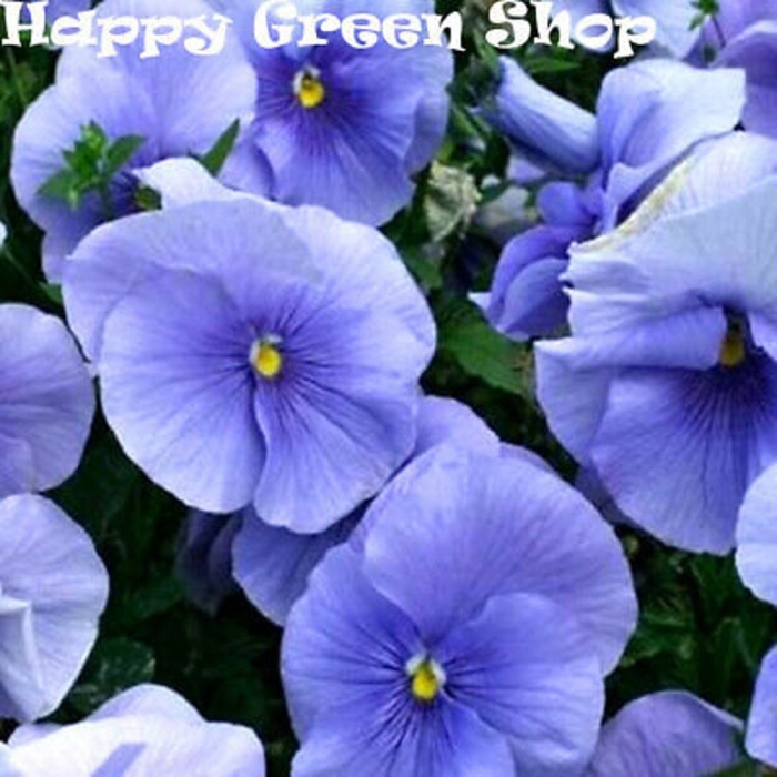 Анютины глазки голубой кристалл