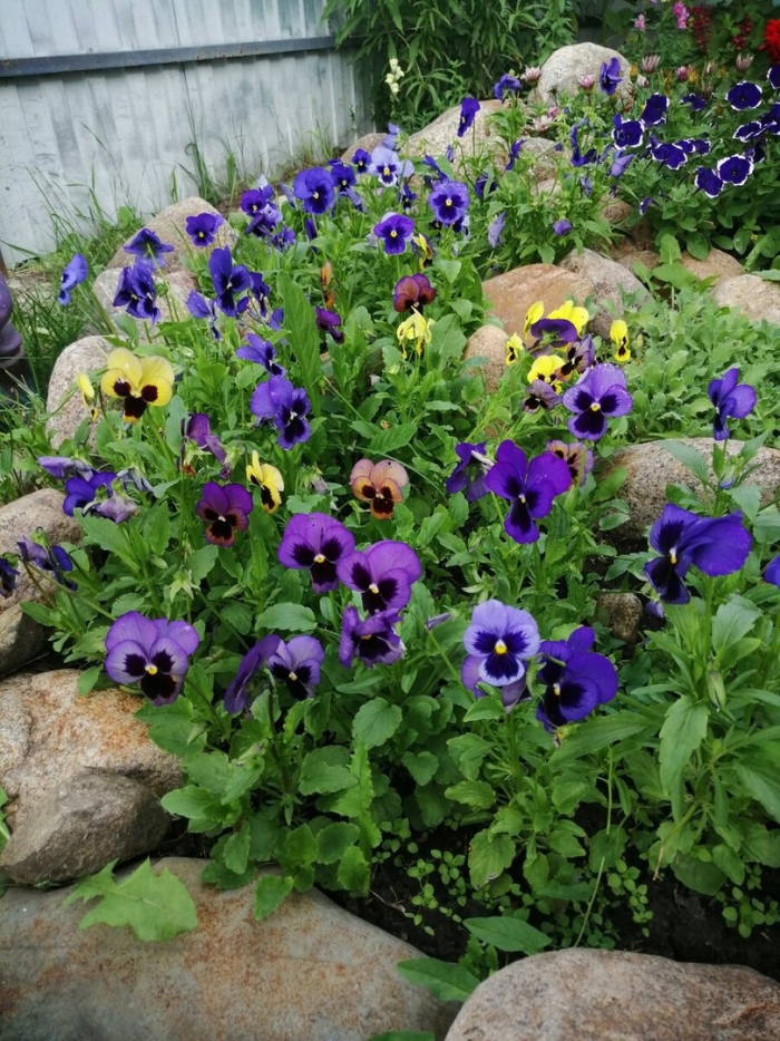 Анютины глазки