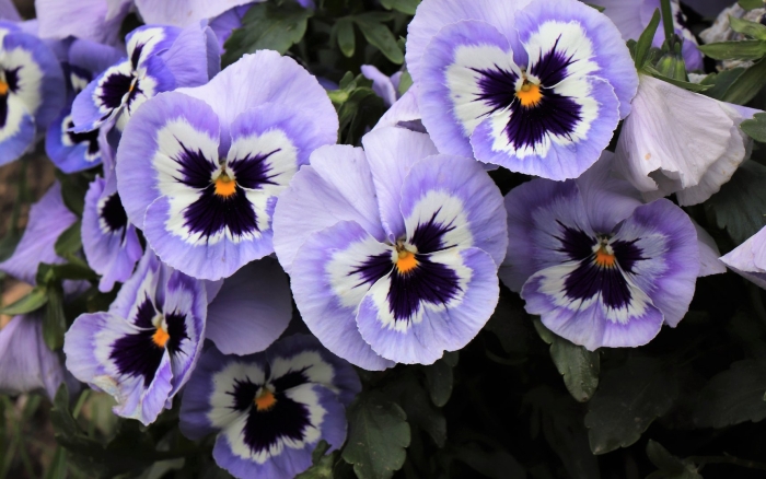 Анютины глазки голубые цветы