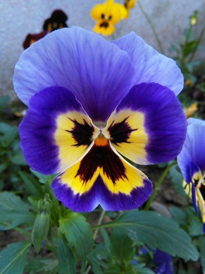 Viola tricolor
