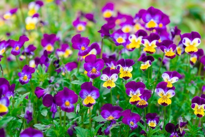 Анютины глазки виола