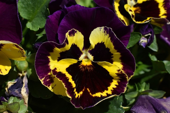 Виола виттрока барон пурпурный