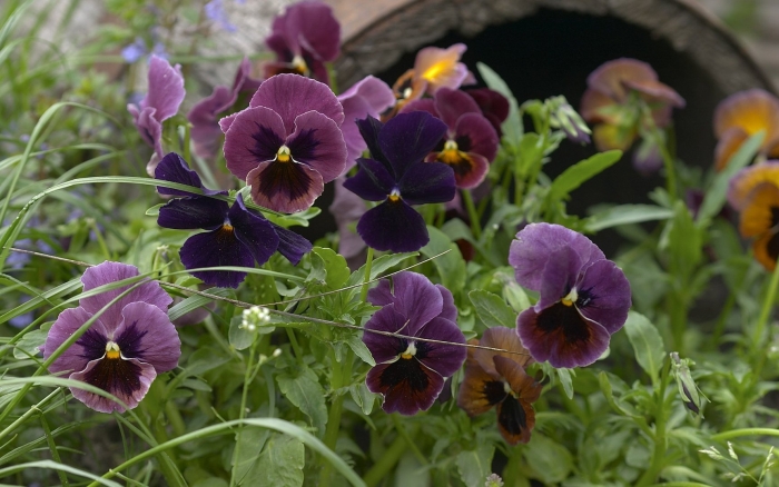 Виола анютины глазки многолетние