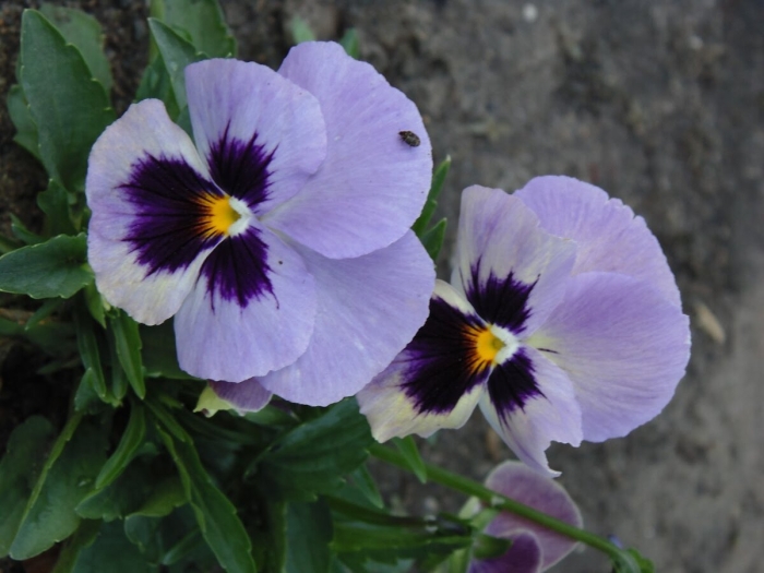 Цветок анютины глазки виола